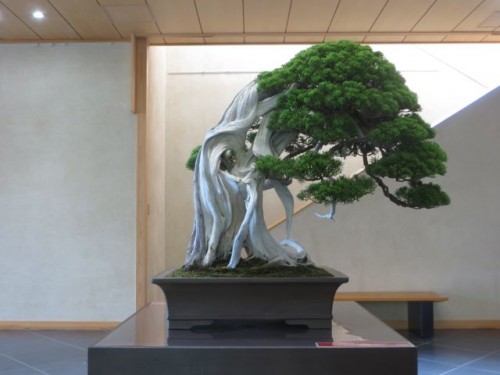 Bonsai Art Museum